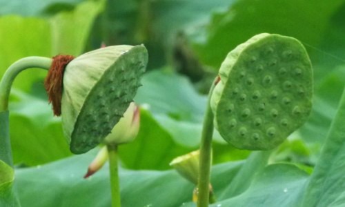 权威孕妇梦见好多流星坠落地面平台,分享专业孕妇梦见好多流星坠落什么意思知识_孕妇梦见好多流星坠落网